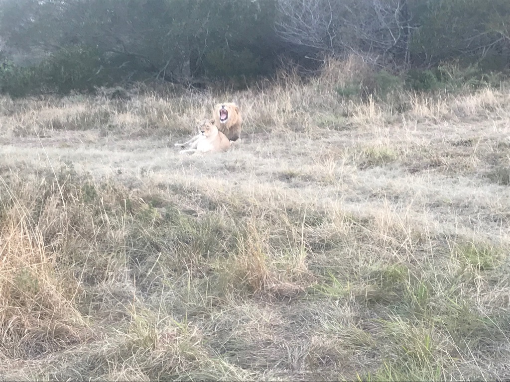 Brown lions in Inkwenkweze Private Game Reserve