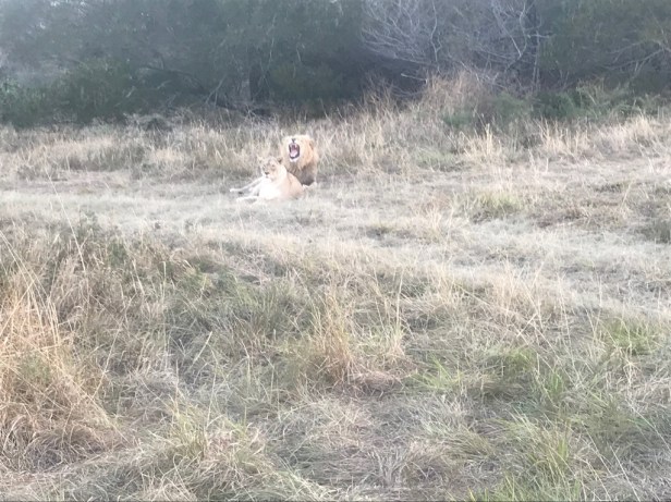 Brown lions in Inkwenkweze Private Game Reserve