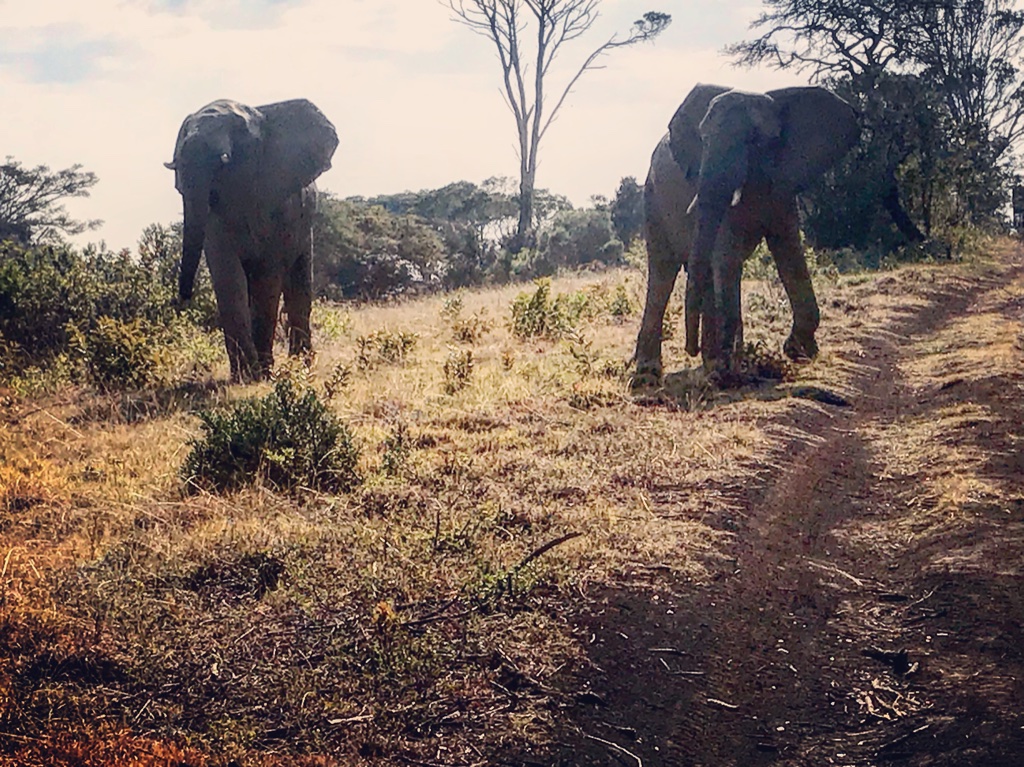 Elephants at Inkwenkweze Private Game Reserve