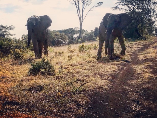 Elephants at Inkwenkweze Private Game Reserve